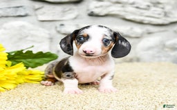 Miniature Dachshund dogs for sale: Zeus - Image 1