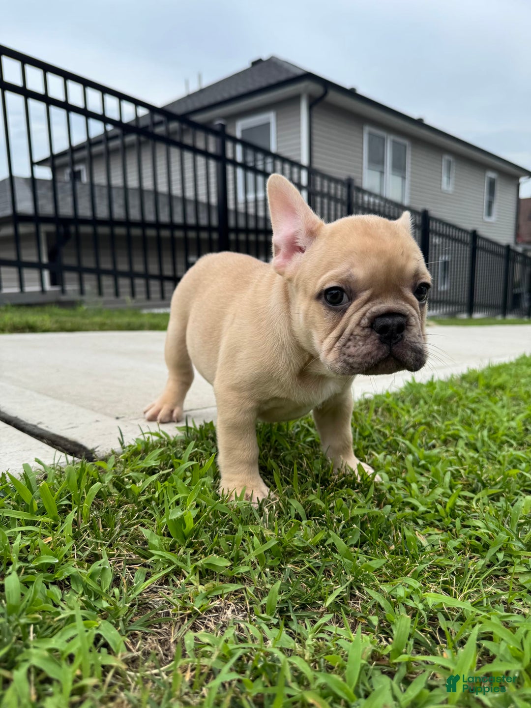 French Bulldog dogs for sale: Rocco - Image 3