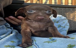 Miniature Pinscher dogs for sale: Petunia - Image 6