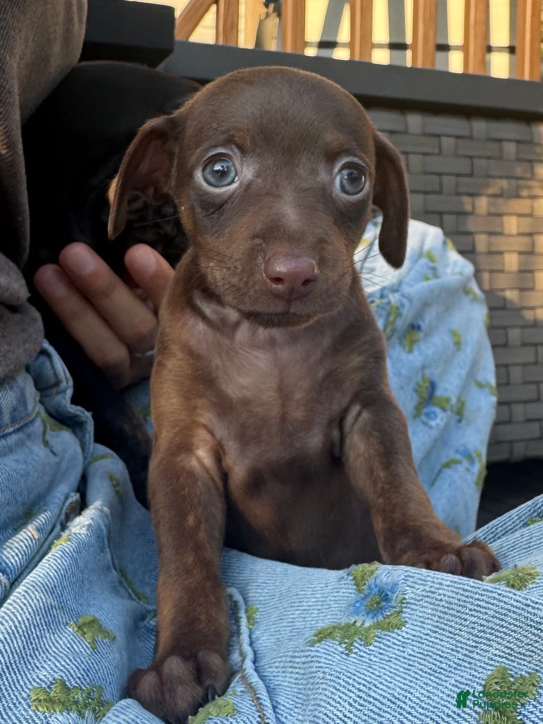 Miniature Pinscher dogs for sale: Petunia - Image 6