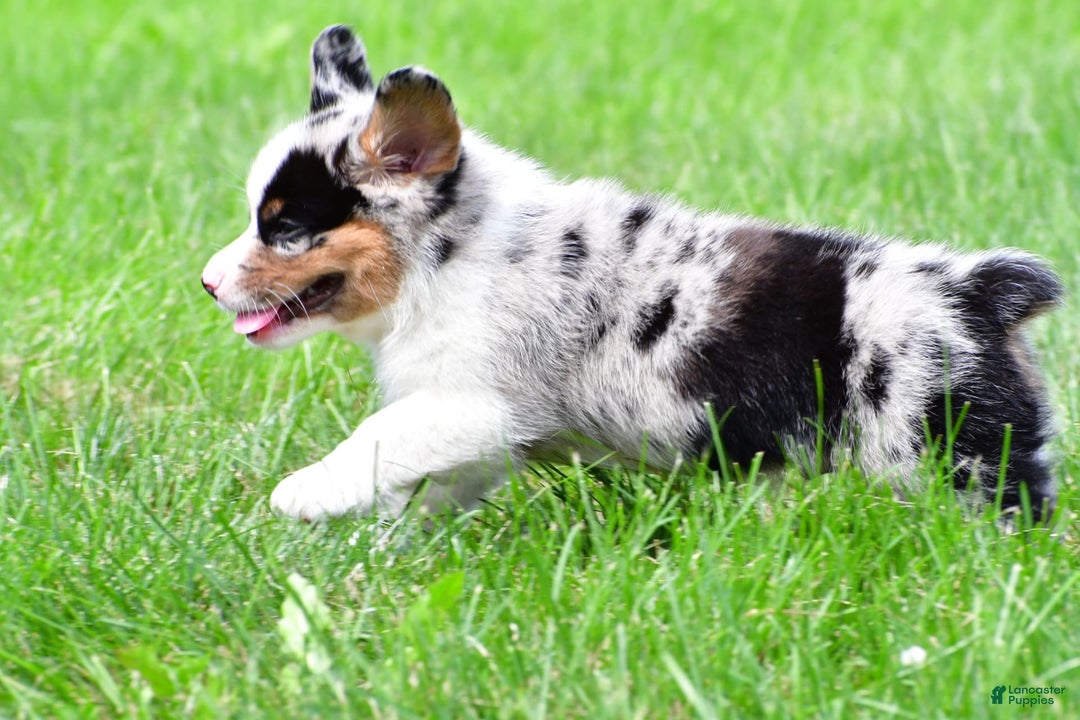 Australian Shepherd dogs for sale: Charlie - Image 10