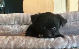 Bernedoodle dogs for sale: Micro Mini 4 - Image 2