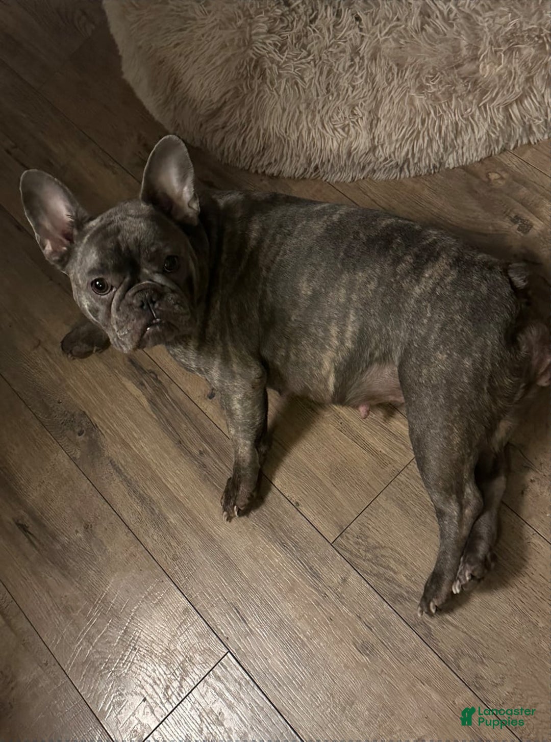 French Bulldog dogs for sale: Kitana - Image 7