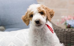 Standard Poodle dogs for sale: Churro - Image 4