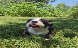 Olde English Bulldogge dogs for sale: Jp - Image 2