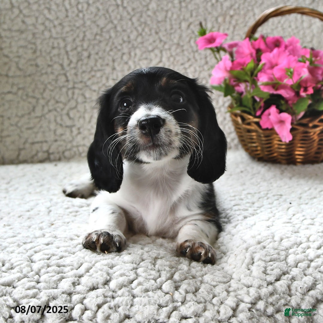 Miniature Dachshund dogs for sale: Laddie - Image 5
