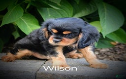 Cavalier King Charles Spaniel dogs for sale: Wilson - Image 7