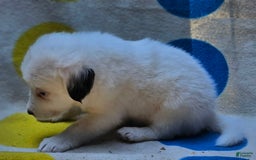 Border Collie dogs for sale: Grace - Image 10
