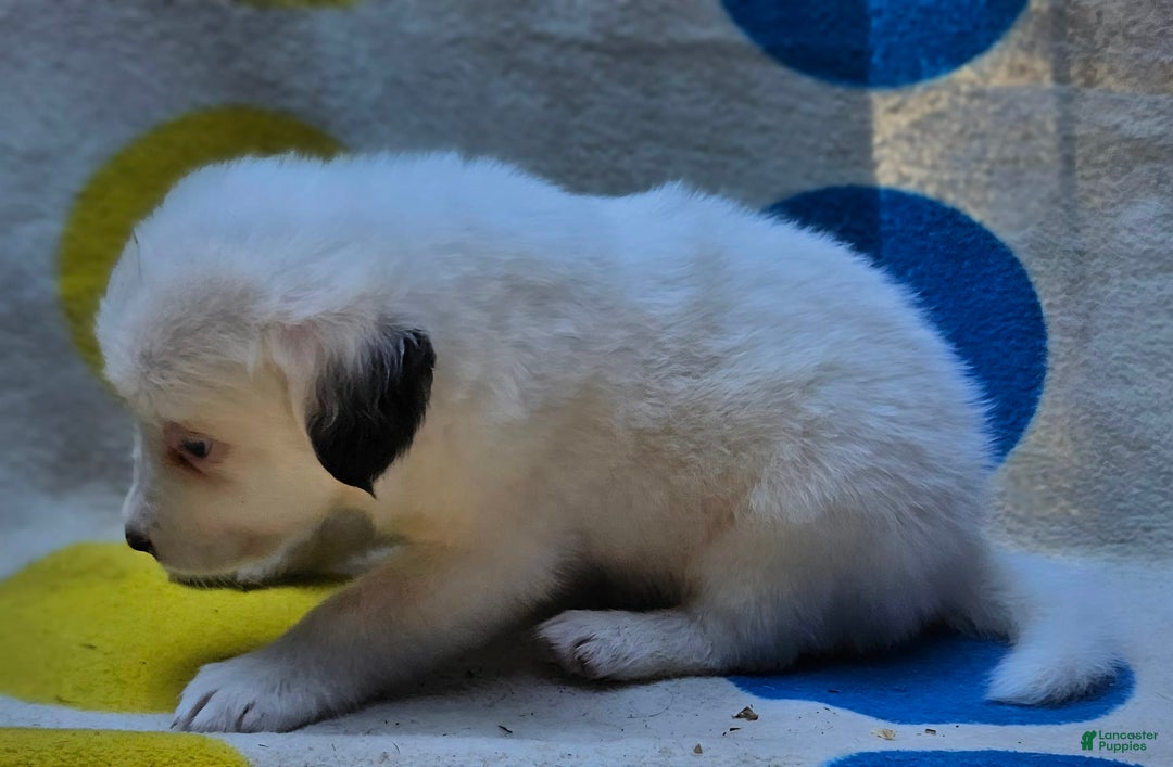 Border Collie dogs for sale: Grace - Image 10