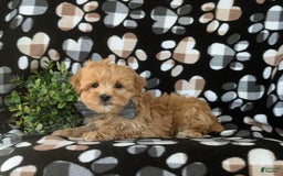 Maltipoo dogs for sale: Whelan - Image 6