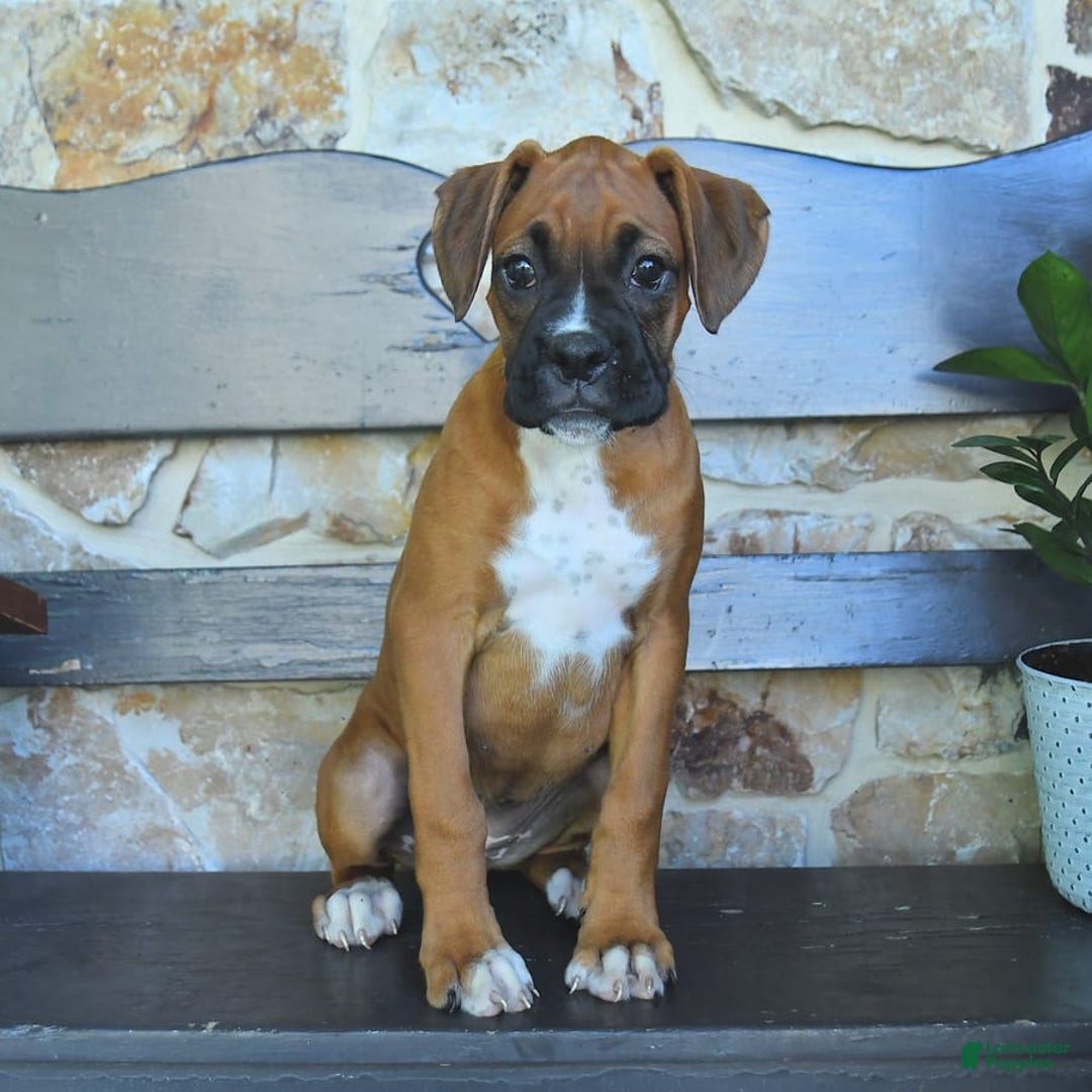 Boxer dogs for sale: Felicity - Image 6