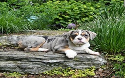Olde English Bulldogge dogs for sale: Reba - Image 2