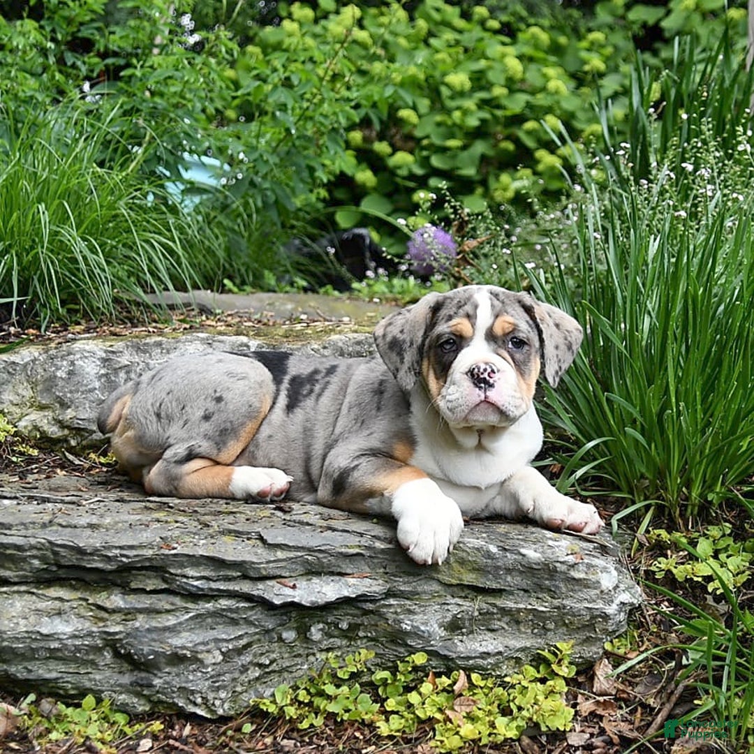 Olde English Bulldogge dogs for sale: Reba - Image 2
