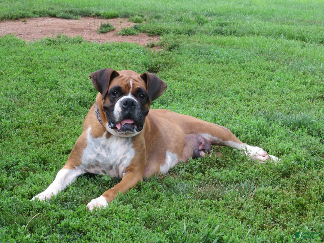 Boxer dogs for sale: Lakota - Image 3