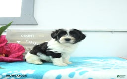 Havanese dogs for sale: Nikki - Image 1
