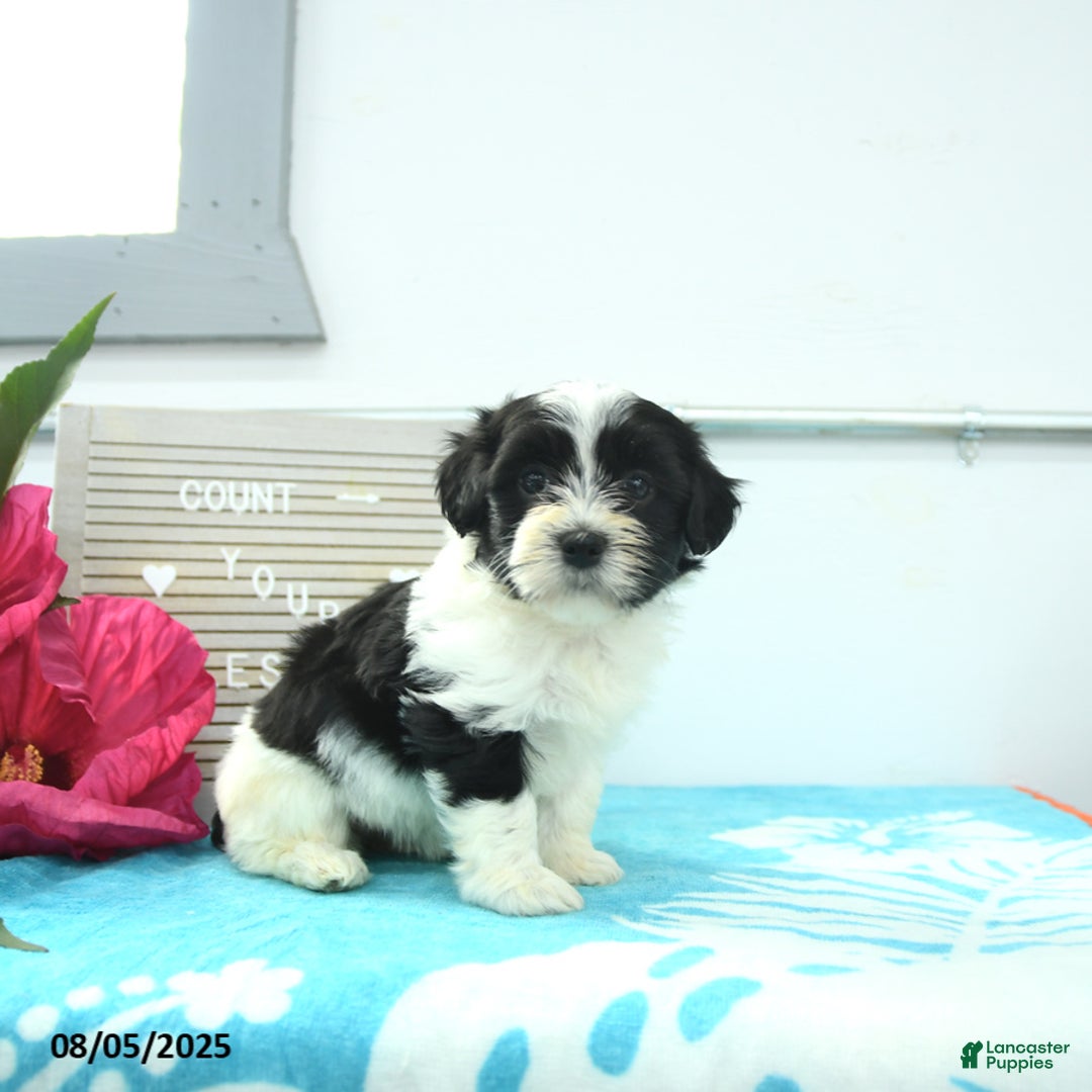 Havanese dogs for sale: Nikki - Image 1