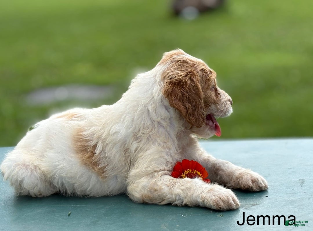 Brittany Spaniel dogs for sale: Jemma - Image 4