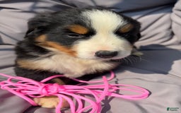 Bernese Mountain Dog dogs for sale: Pink - Image 8