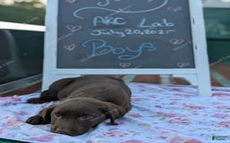 Labrador Retriever dogs for sale: Westin - Image 1