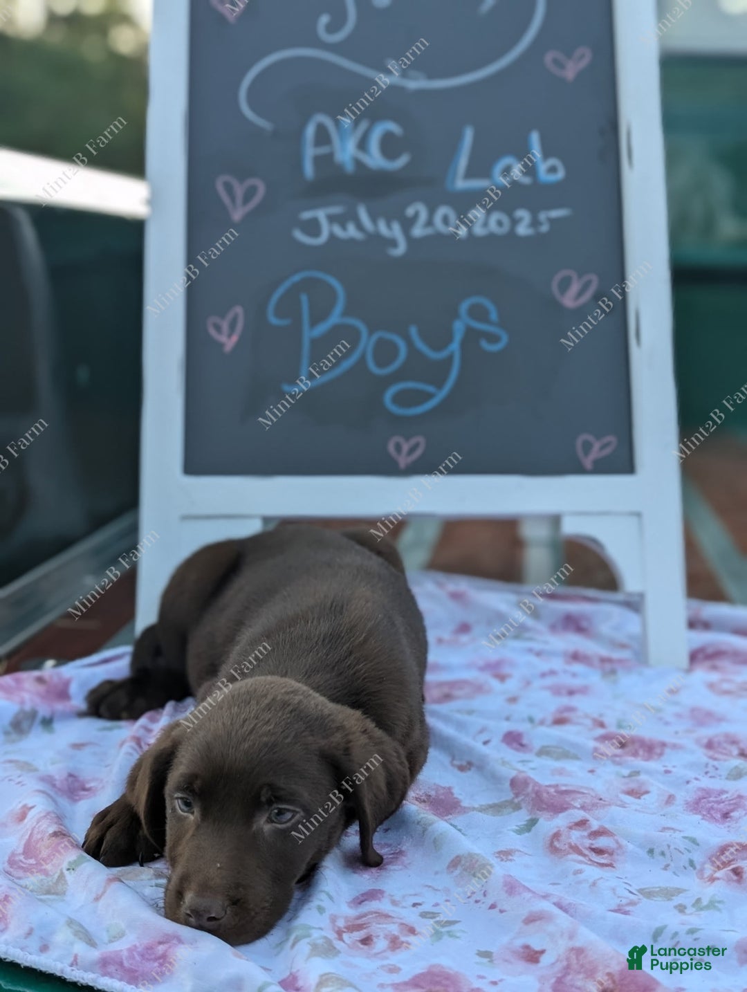 Labrador Retriever dogs for sale: Westin - Image 1