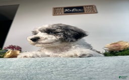 Mini Bernedoodle dogs for sale: Pearl - Image 8