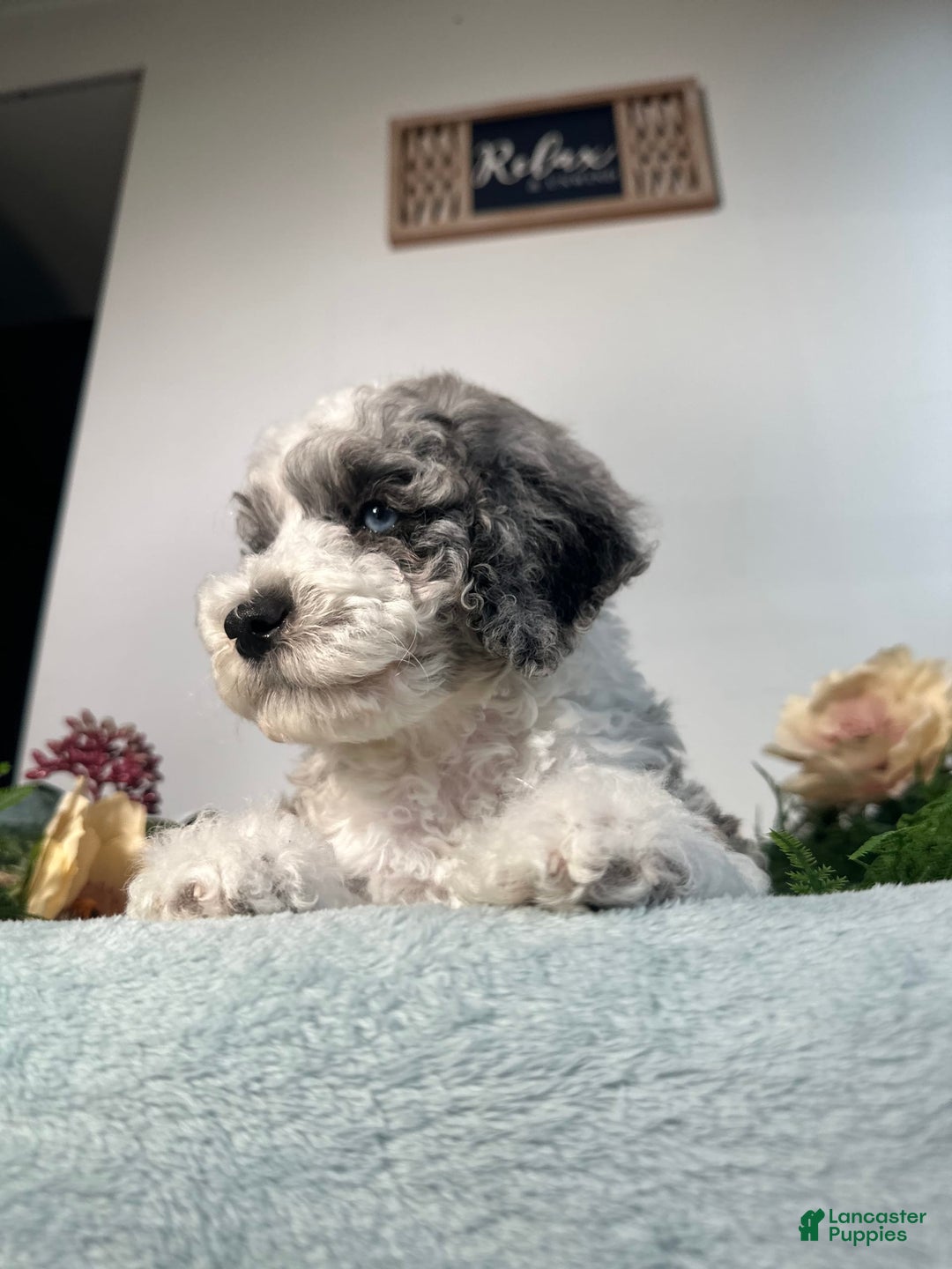 Mini Bernedoodle dogs for sale: Pearl - Image 8