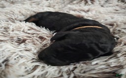 Labradoodle dogs for sale: Brownie - Image 2