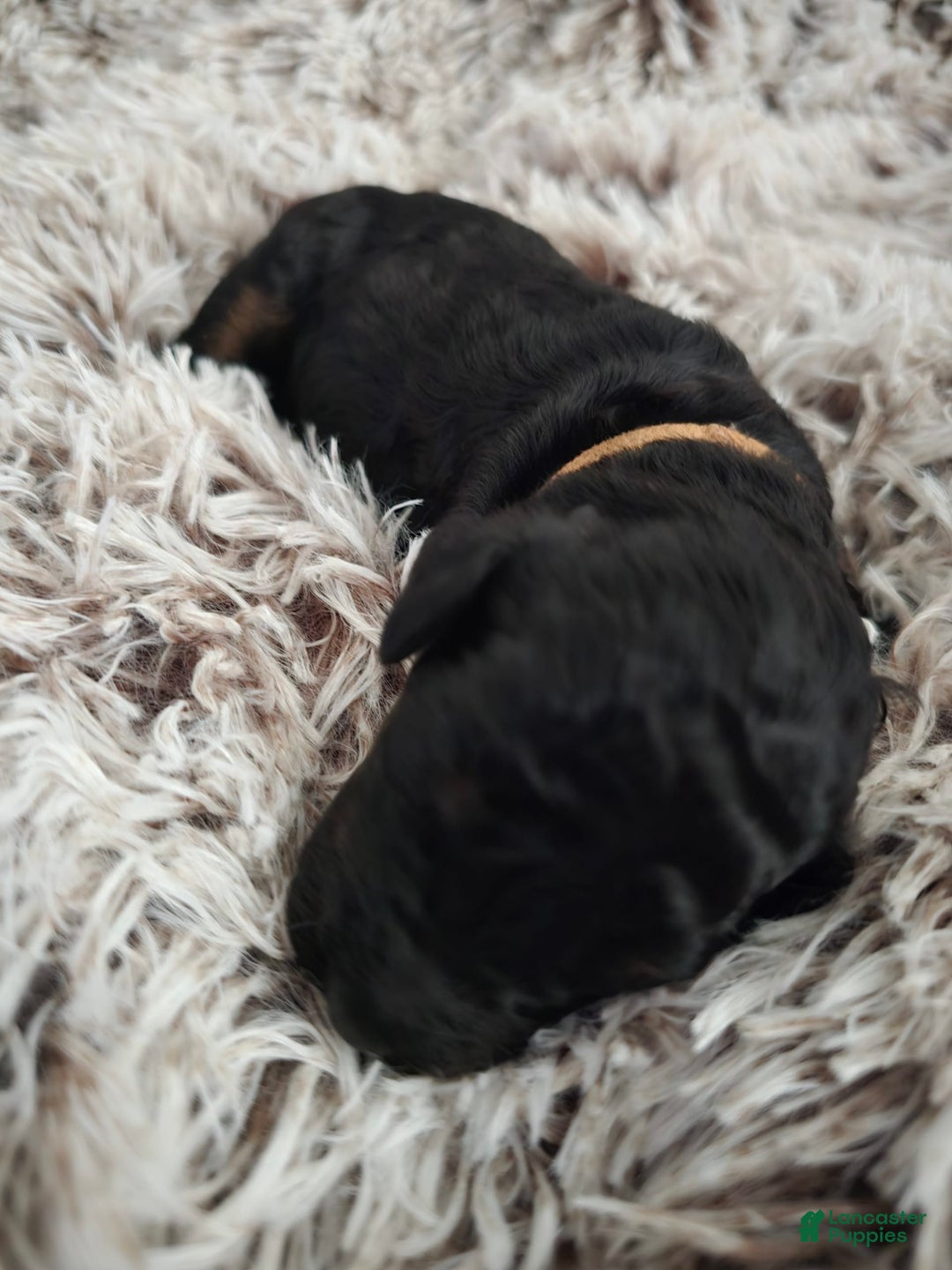 Labradoodle dogs for sale: Brownie - Image 2