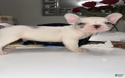 French Bulldog dogs for sale: Barbie - Image 11