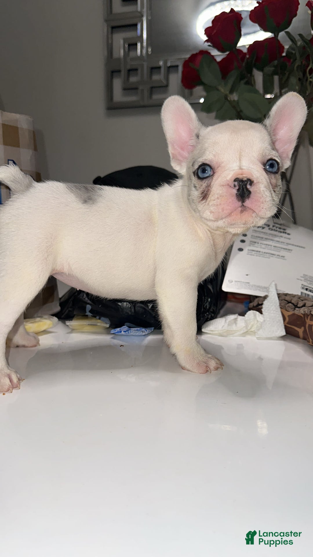 French Bulldog dogs for sale: Barbie - Image 11