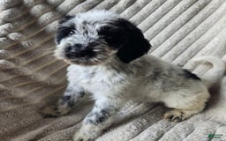 Dalmatian dogs for sale: Echo - Image 4