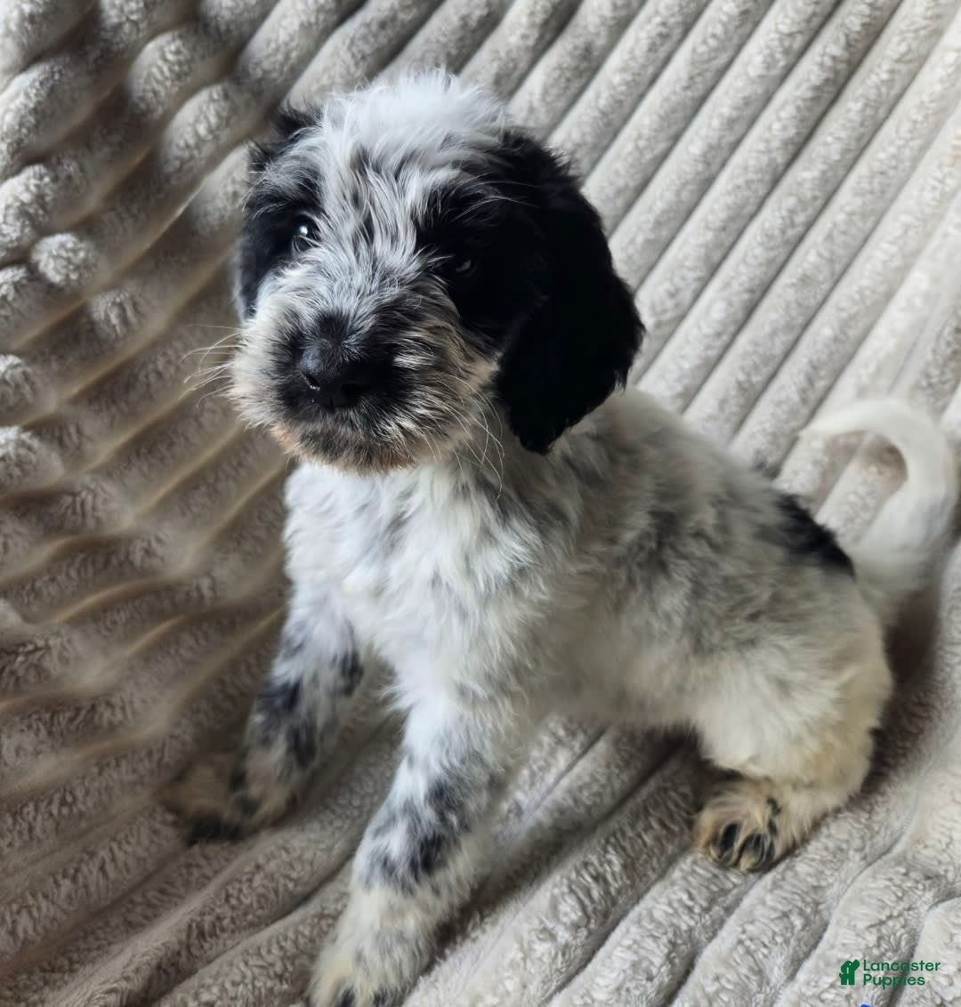 Dalmatian dogs for sale: Echo - Image 4