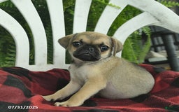 Pug dogs for sale: Pug 3 puppies - Image 4