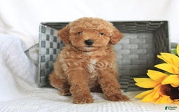 Miniature Poodle dogs for sale: Riley - Image 4