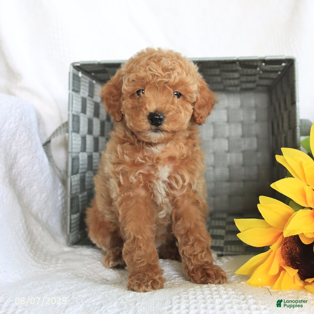 Miniature Poodle dogs for sale: Riley - Image 4