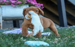 Labrador Retriever dogs for sale: Red Fox George - Image 15