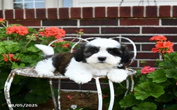 Malshi dogs for sale: Dolly - Image 2
