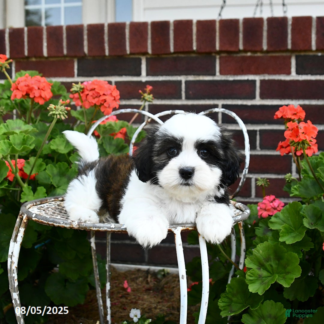 Malshi dogs for sale: Dolly - Image 2