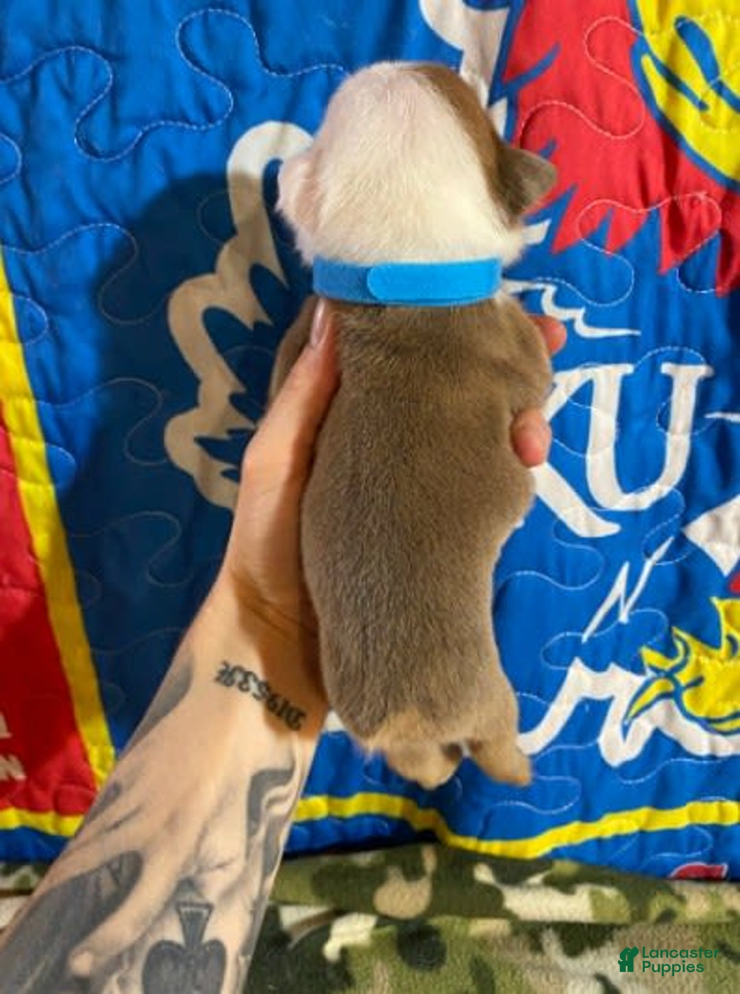 American Bulldog dogs for sale: Lumber Jack - Image 3