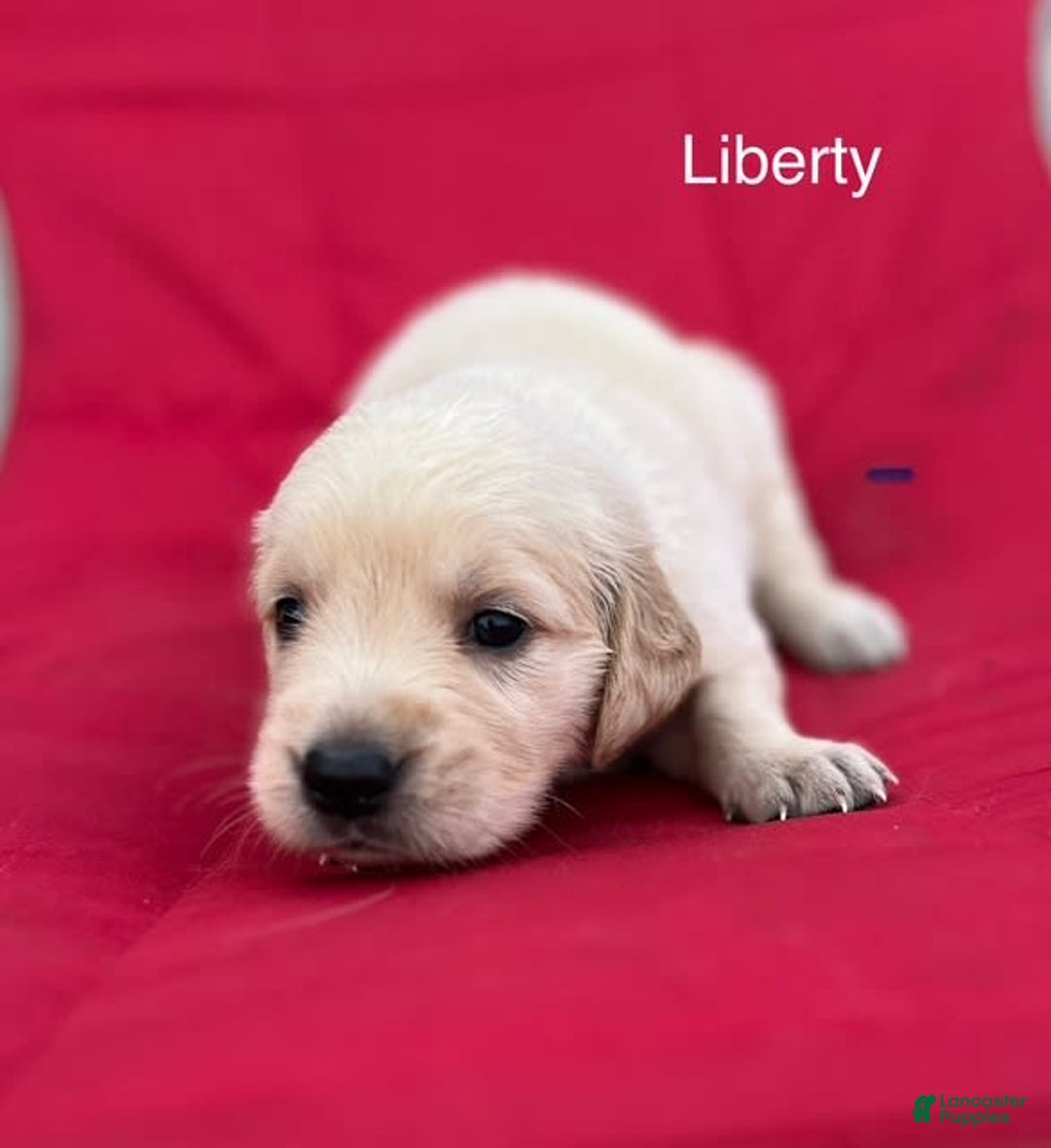 Golden Retriever dogs for sale: Liberty - Image 1