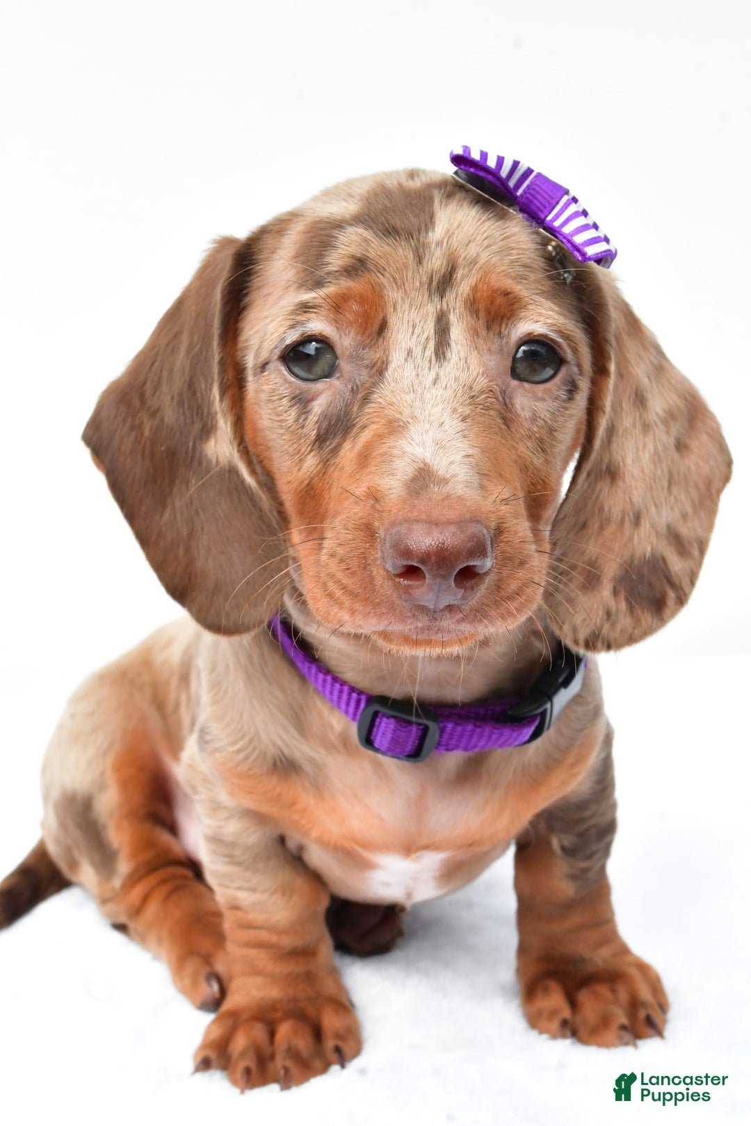 Miniature Dachshund dogs for sale: Grace - Image 1