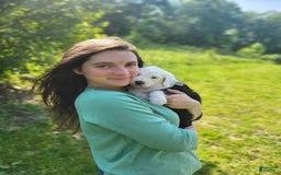 Old English Sheepdog dogs for sale: Aspen - Image 8