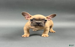 French Bulldog dogs for sale: MILES - Image 4