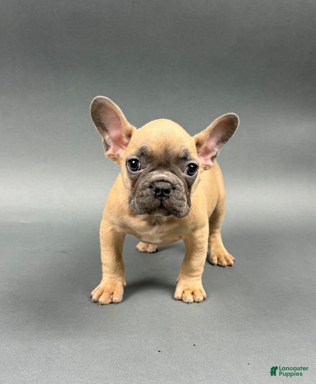 French Bulldog dogs for sale: MILES - Image 4