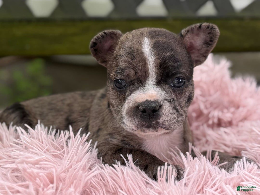 Frenchton dogs for sale: Jayna - Image 17