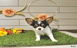 Papillon dogs for sale: Leo - Image 11