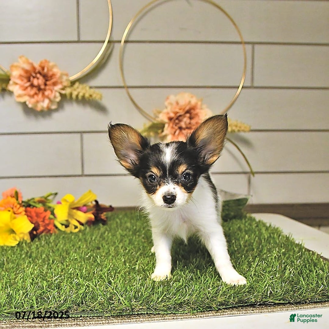 Papillon dogs for sale: Leo - Image 11