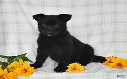 German Shepherd dogs for sale: Jasmine - Image 3