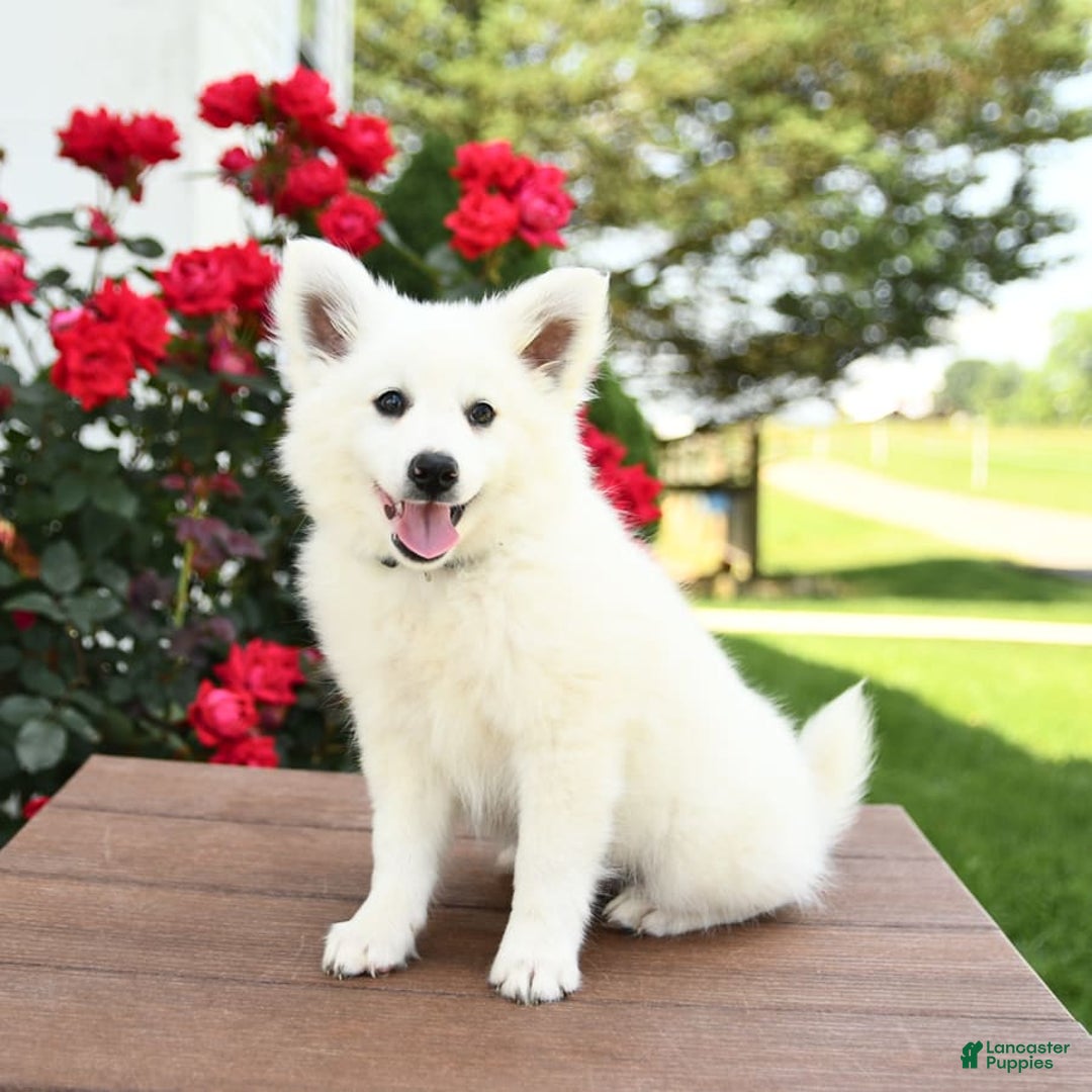 American Eskimo dogs for sale: Moonlight - Image 9