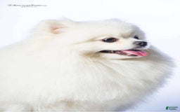 Pomeranian dogs for sale: Lola - Image 5